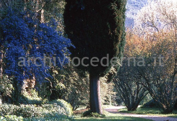 "Il Giardino di Ninfa. Viale con Ceanothus, Melograni e Aceri bianchi