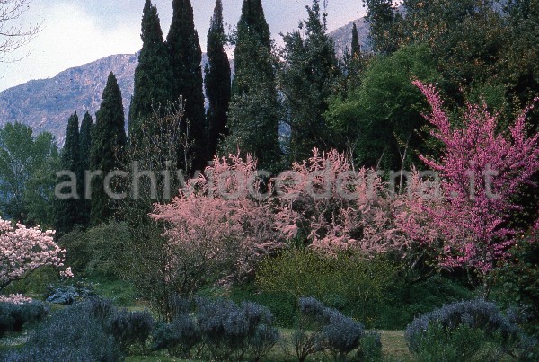 "Il Giardino di Ninfa. Fioritura di ciliegi ornamentali"