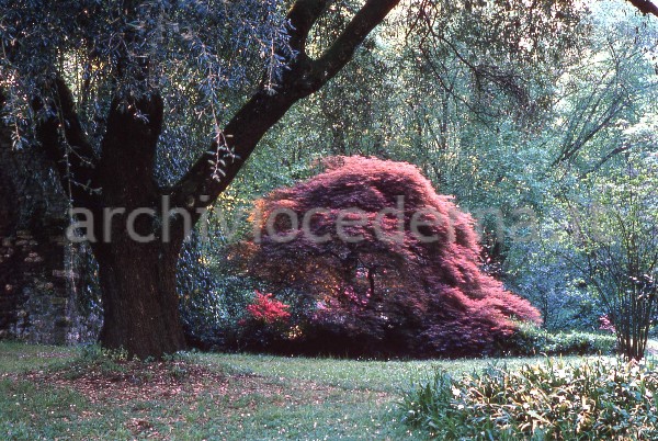 "Il Giardino di Ninfa. Acer palmatum Dissectum Atropurpureum"