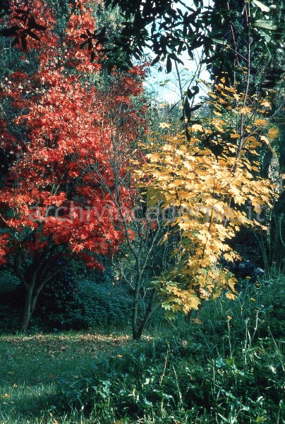 "Il Giardino di Ninfa. Contrasto di aceri autunnali"