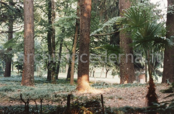 Villa Visconti, Cernobbio (CO): settembre '86 bosco abbattuto (oggi sono rimasti solo i 3 alberi in primo piano)"