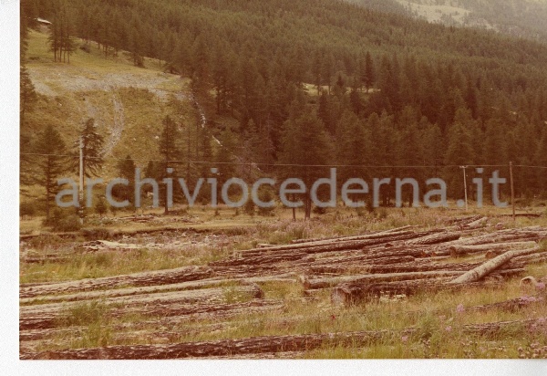 7. Chanavey: alberi abbattuti