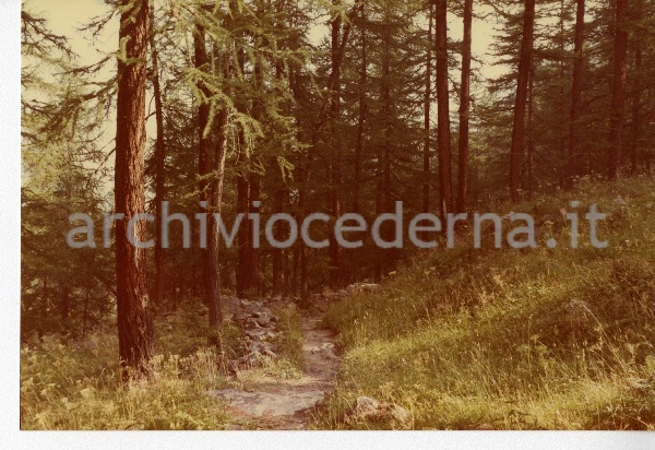 8. Pra' del bosco