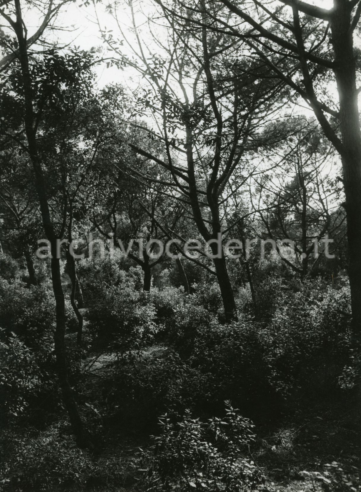 Parco naturale di Rimigliano [LI]