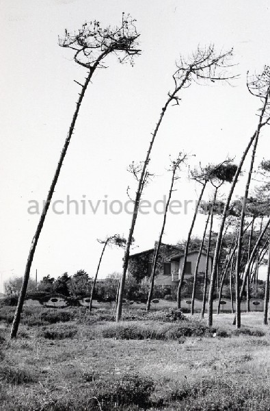 "Il Secco (lungomare) 1964"