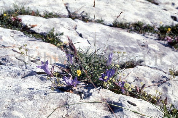 "Parco Nazionale d'Abruzzo. Primavera 1968"