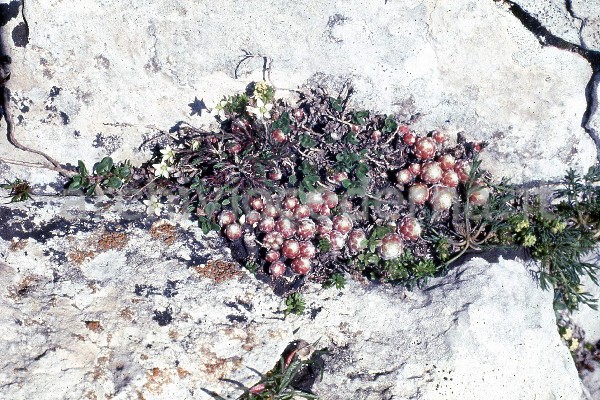 "Parco Nazionale d'Abruzzo. Primavera 1968"