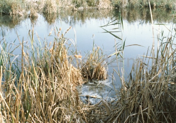Il Parco Molentargius Saline Poetto: inquinamento