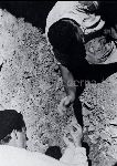 /F.1/F.1_000_000_007.jpg