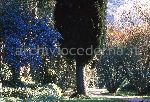 "Il Giardino di Ninfa. Viale con Ceanothus, Melograni e Aceri bianchi