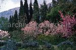 "Il Giardino di Ninfa. Fioritura di ciliegi ornamentali"