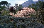 "Il Giardino di Ninfa. Ciliegi ornamentali con il Colle del Cerro in distanza""