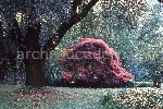 "Il Giardino di Ninfa. Acer palmatum Dissectum Atropurpureum"
