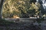 Villa Visconti, Cernobbio (CO): "6 settembre '87 platani senza gran parte delle radici"
