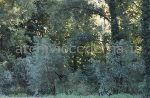 Villa Visconti, Cernobbio (CO): "6 settembre '87 area ceduta da Uberta Visconti, oggi ancora salva"