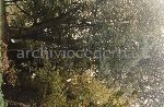 Villa Visconti, Cernobbio (CO): "autunno '86 scarico del bosco abbattuto"
