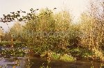 Udine: fiume Ledra
