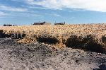Spiaggia di [Focene]