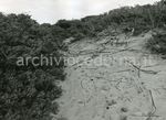Parco naturale di Rimigliano [LI]