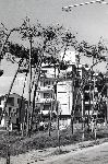 "Il Secco (lungomare) 1964"