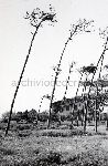 "Il Secco (lungomare) 1964"