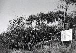 "Motrone (lungomare) 1964"