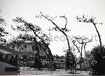 "Tonfano (lungomare) 1964"