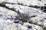 "Parco Nazionale d'Abruzzo. Primavera 1968"