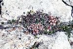 "Parco Nazionale d'Abruzzo. Primavera 1968"
