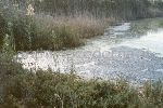 Il Parco Molentargius Saline Poetto: inquinamento