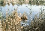 Il Parco Molentargius Saline Poetto: inquinamento