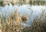 Il Parco Molentargius Saline Poetto: inquinamento