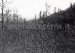 F.31/F.31_004.jpg