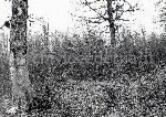 F.31/F.31_006.jpg